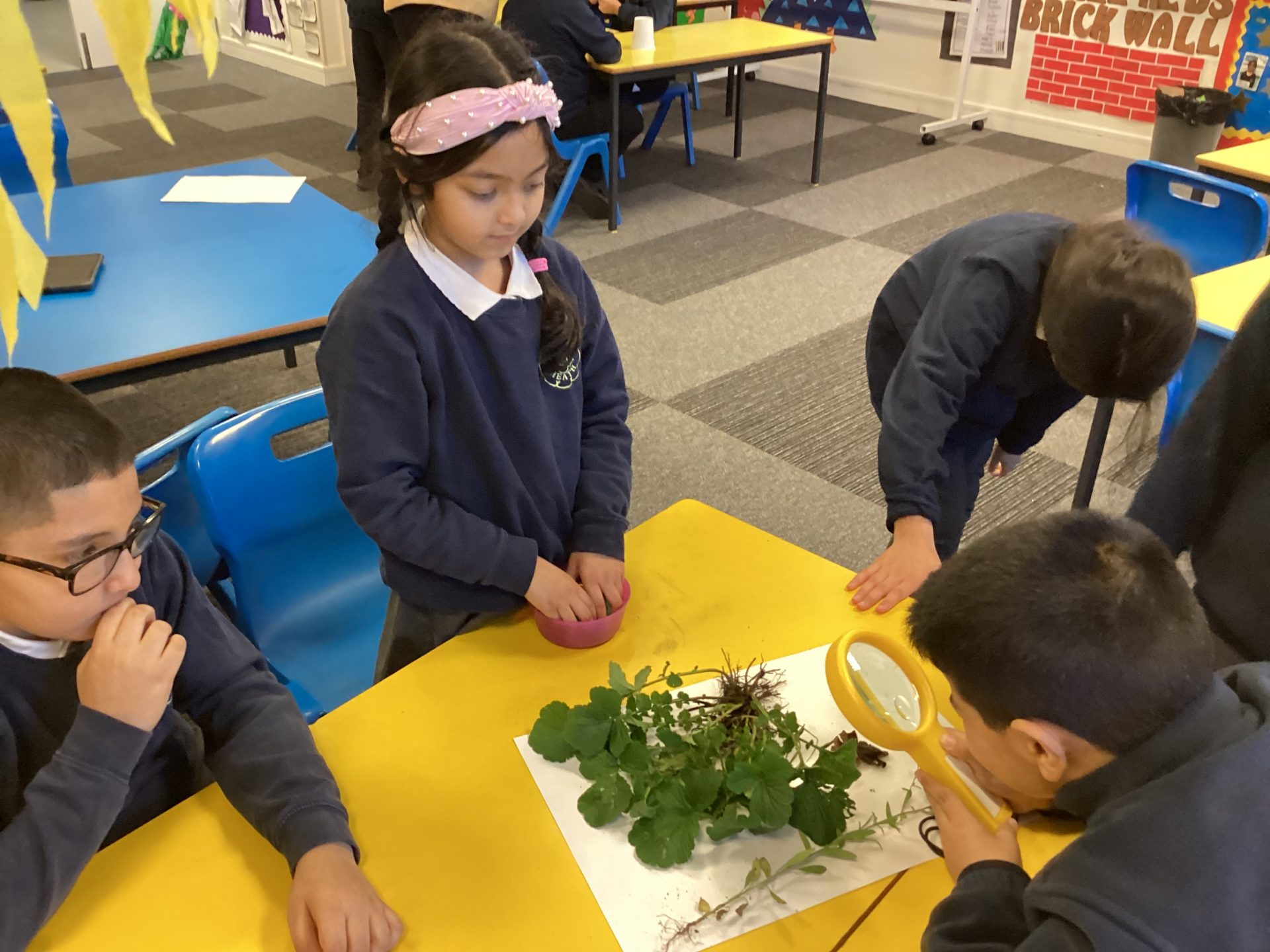 Plant detectives of 3 Red! – Broad Heath Primary School