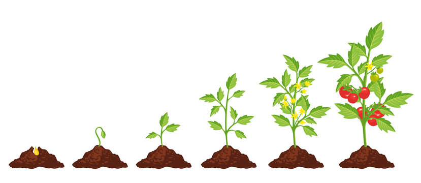 Week 3 – Plants 🪴