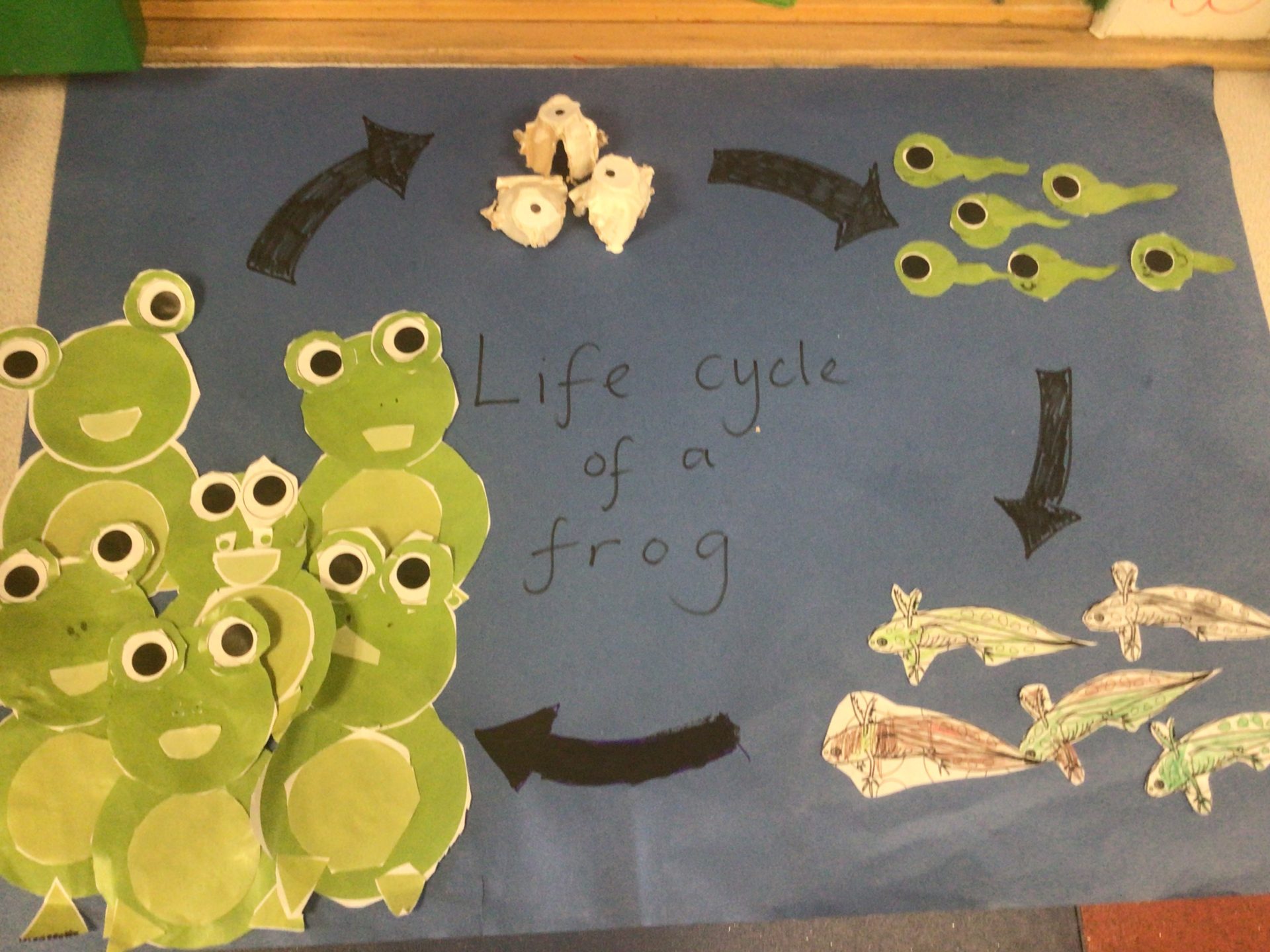 Reception Blue learn about Life Cycles