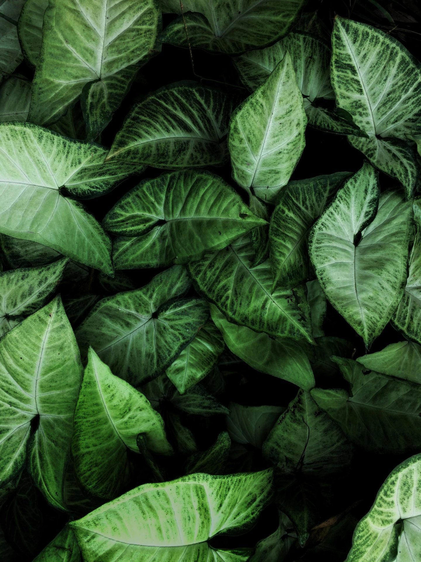 Close-up of lush green tropical leaves showcasing vibrant textures and natural patterns.